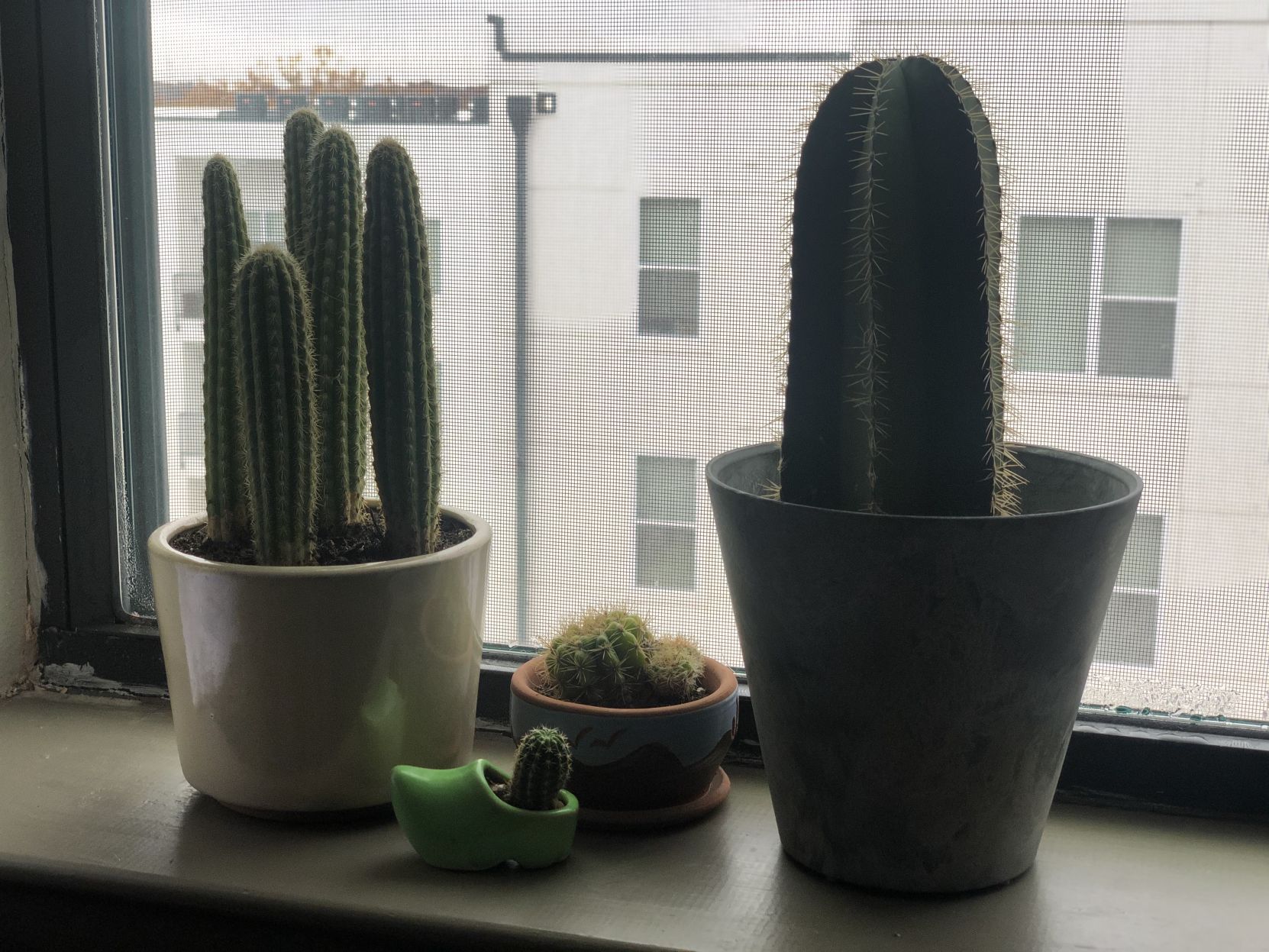 cacti
